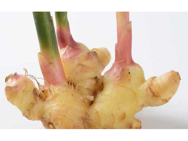 倍特爾低溫?zé)o硫純姜粉